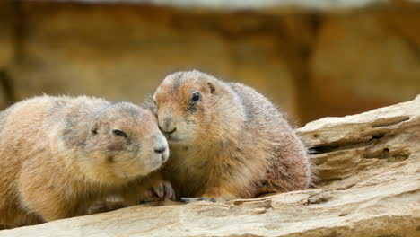 prairie dog sitting on rock, two more enter frame, nuzzle first animal