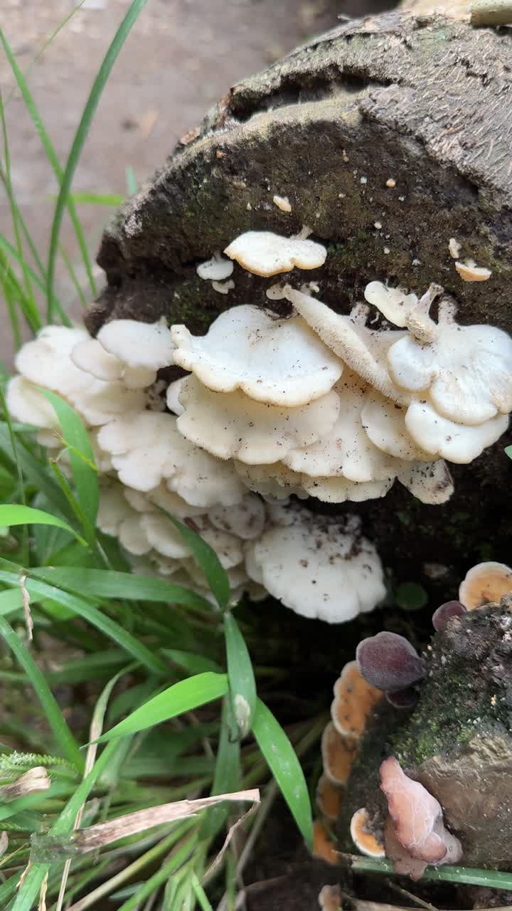 Close-up Jamur Putih Tumbuh di Batang Kayu Lapuk di Alam.
