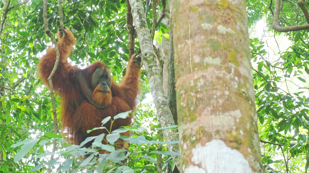 Un orango di Sumatra selvatico appeso a rami d'albero in alto nella volta della foresta pluviale dell'Ecosistema di Leuser, Sumatra, Indonesia