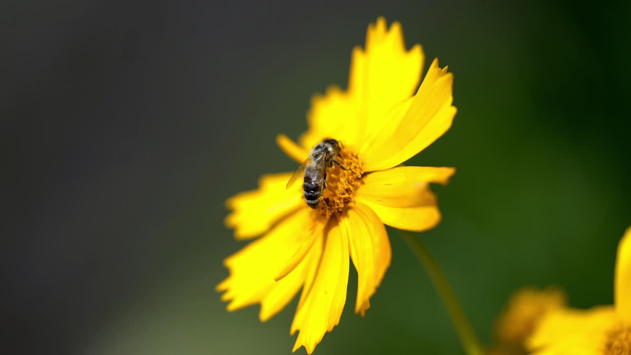 Coreopsis. Fiore con ape, impollinazione.