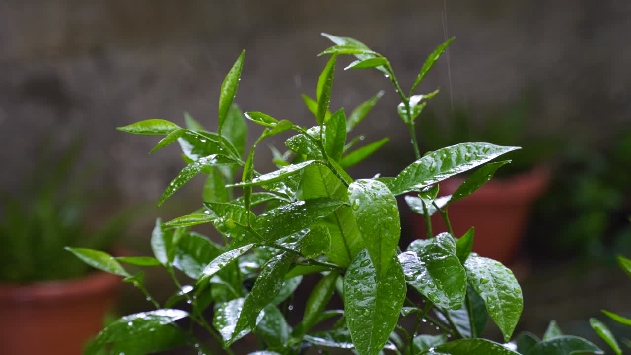 hojas frescas de lavado de cítricos por gotas de lluvia en el jardín agrícola, textura de follaje en movimiento