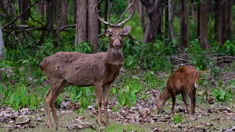 El-Ciervo-Del-Campo-Es-Una-Especie-En-Peligro-De-Extinción-Debido-A-La-Pérdida-De-Hábitat-Y-La-Caza