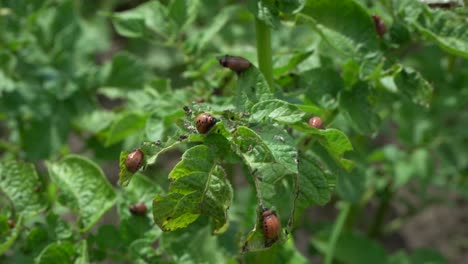 Kartoffelkäferweibchen-Sind-Sehr-Produktiv-Und-Können-In-Einem-Zeitraum-Von-4-Bis-5-Wochen-über-500-Eier-Legen