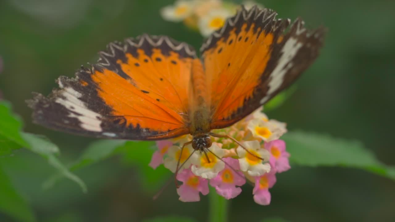 mariposa monarca recogiendo polen de flores en flor en el jardín, toma macro