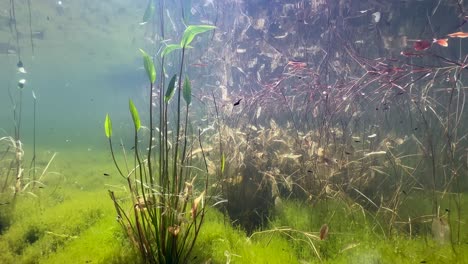 underwater footage of small pond with tadpoles swimming around. estonia.