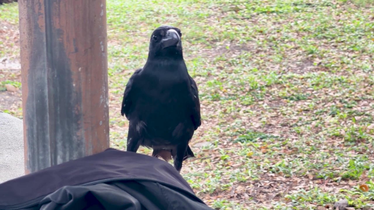 Un corvo nero dal becco grande si posa su un cornicione di cemento vicino all'erba alla luce naturale del giorno.