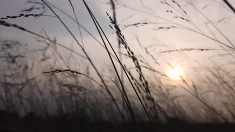 Sonnenuntergang-Sonnenaufgang-Nahaufnahme-Grassilhouette