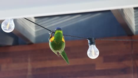 lorikeet interactuando con las luces de cuerda