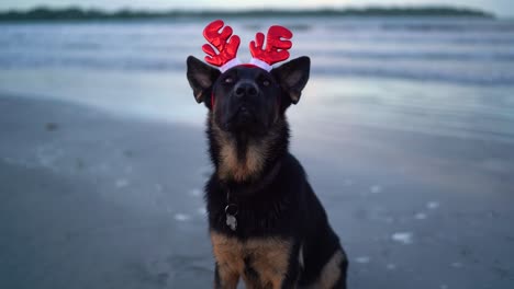 perro pastor alemán feliz con cuernos festivos en la playa