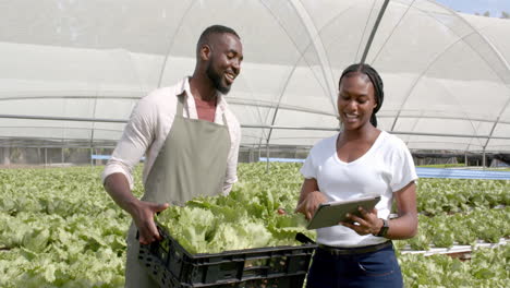 african american farmers holding lettuce and using tablet for managing hydroponic farm tasks