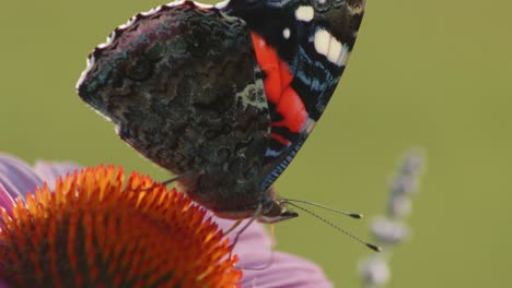 sola mariposa almirante roja polinizando en coneflower púrpura