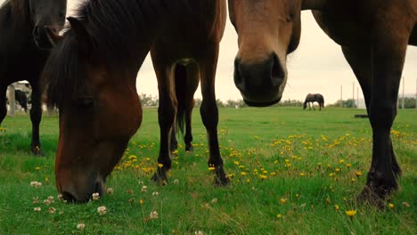tomas de amistosos caballos islandeses en la granja