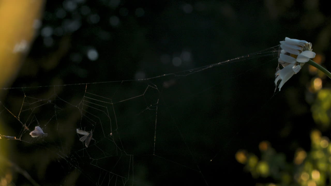 어가는 데이지 와 함께 거미줄