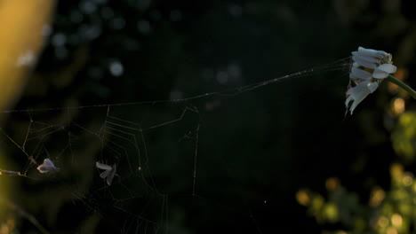 una telaraña con una margarita marchitante
