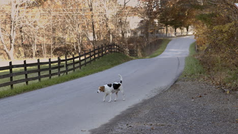 Hund-Läuft-Entlang-Der-Landstraße