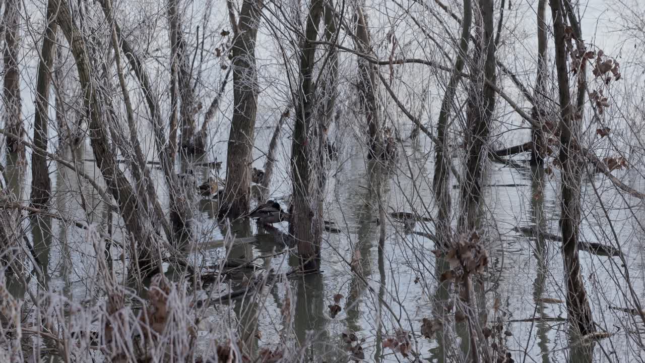 reserva de vida silvestre con patos en el río helado con árboles de manglar