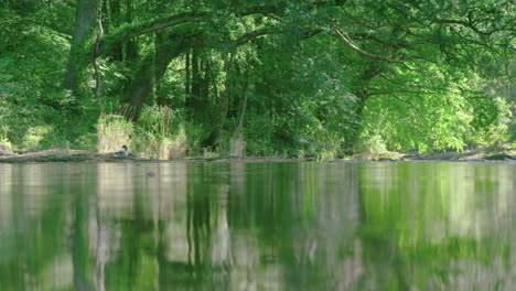 river slowly flows under spring green forest canopy, low angle