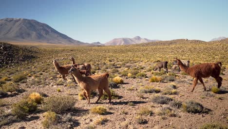 slow motion group of beautiful llamas in the highlands of atacama desert, chile, south america