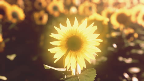 sunflower field during the sunset