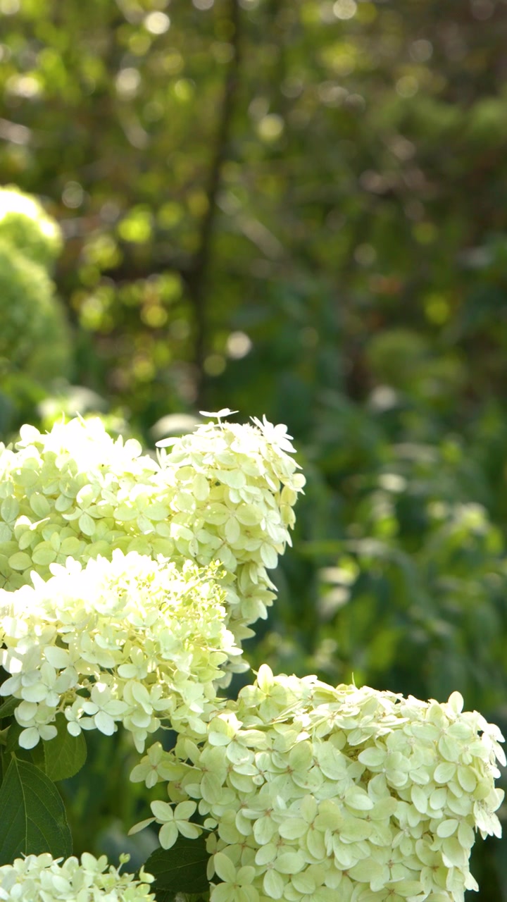 White hydrangea flowers gently swaying outdoors, sunlit, with soft background bokeh and minimal camera movement