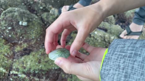 Small-hand-looking-at-a-sand-dollar-from-an-ocean-tide-pool