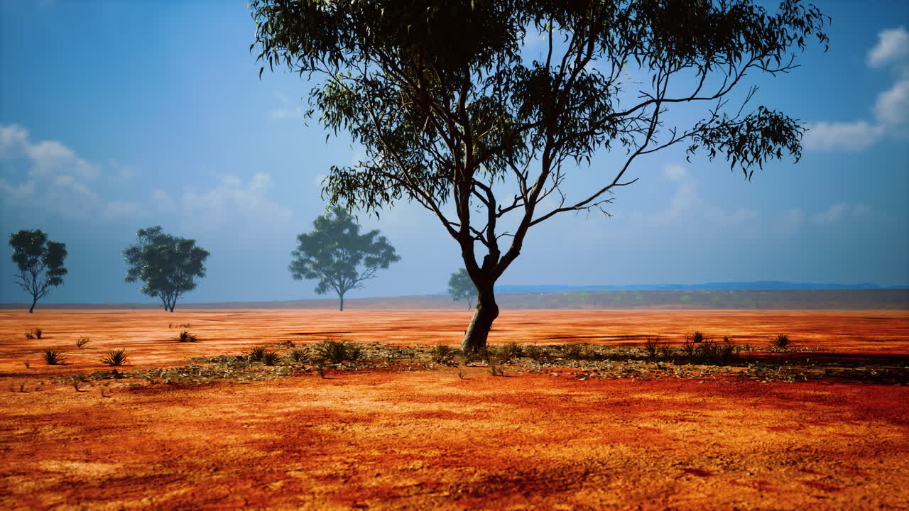 유칼립투스 나무 가 있는 사막 풍경