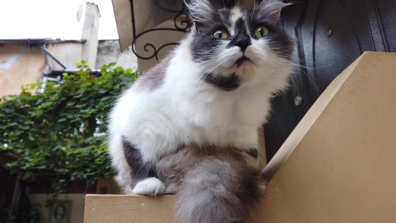 家の近くの猫。毛づくろいをしている。