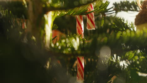 candy canes dangle among pine needles, captured in the golden light of christmas morning