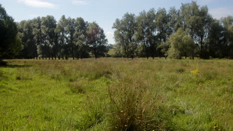 mid shot of a riverside meadow at lyny by the river wensum