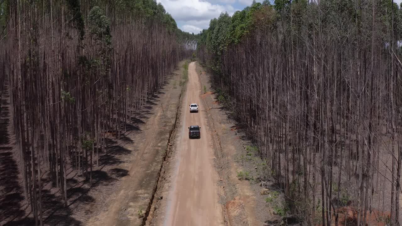 Drone flying down the middle of a road surrounded by tall pine trees in Brazil