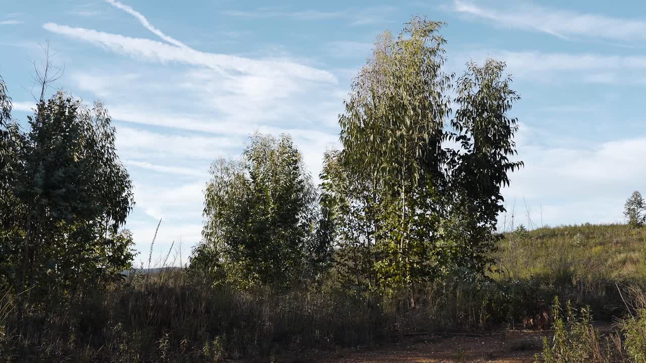 Een ontspannend uitzicht op hoge en gracieuze eucalyptusbomen, omringd door licht, lucht en subtiele beweging die de kalme geest van de natuur vastlegt.