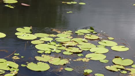 lirios de agua flotando suavemente a través de un estanque