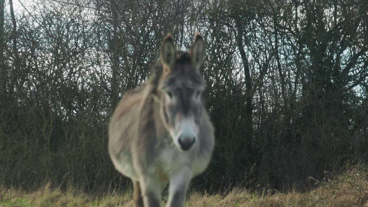 4K Cinematic slow motion footage of a donkey in a field eating grass on a sunny day.