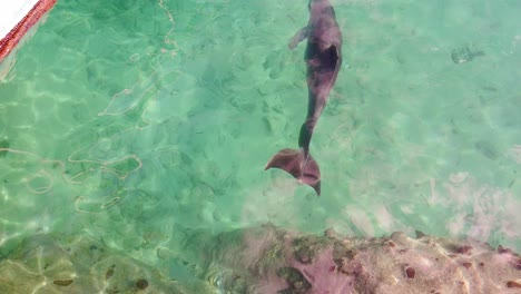 Dolphin-Swims-By-in-the-ocean