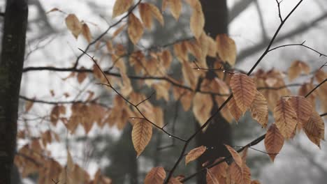 Panorámica-A-Través-De-Hojas-Muertas-Colgando-En-Invierno