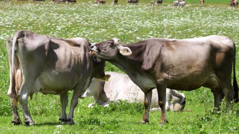 cow pasture on the alps