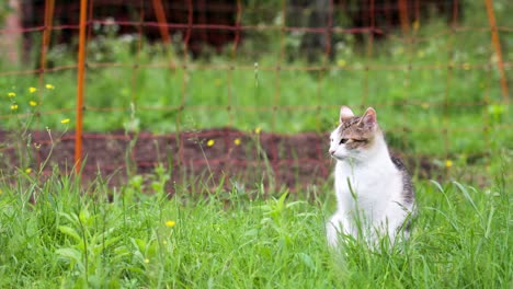 A white and tabby cat sitting in tall grass near an orange fence
