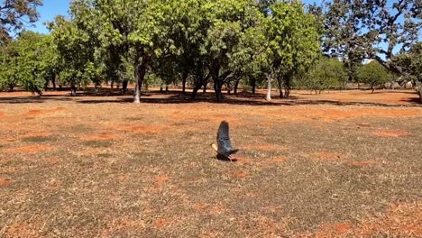 Zeitlupenaufnahmen-Eines-Ibis-Vogels,-Der-Auf-Einer-Lichtung-Mitten-Im-Stadtpark-Von-Brasilia-Abfliegt