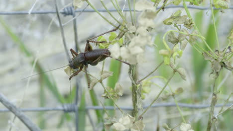 cicada eating from a flower and leave