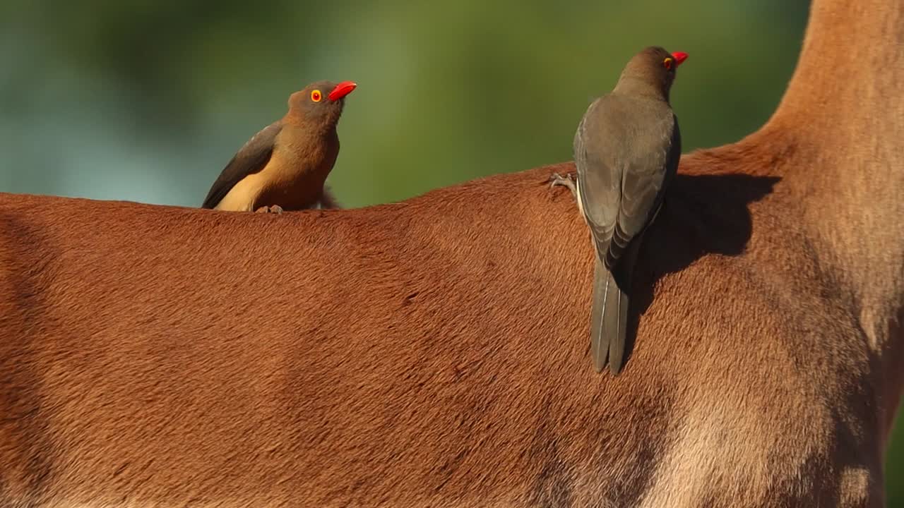 A close full body shot of Red-billed Oxpeckers sitting on the back of an Impala antelope, Greater Kruger