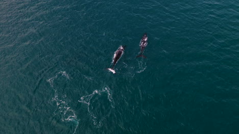 Toma-Aérea-De-Dos-Ballenas-Sin-Tierra-Visible-Rompiendo-Y-Soplando