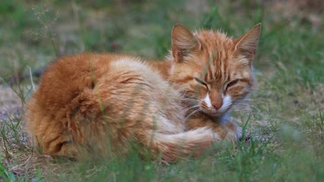 snoozing wild attentive orange young female cat patiently snoozing in garden vegetation with ears moving to listen to every sound, looking straight into the camera