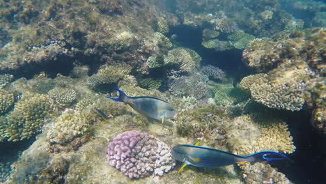 exotic fish near the surf line underwater