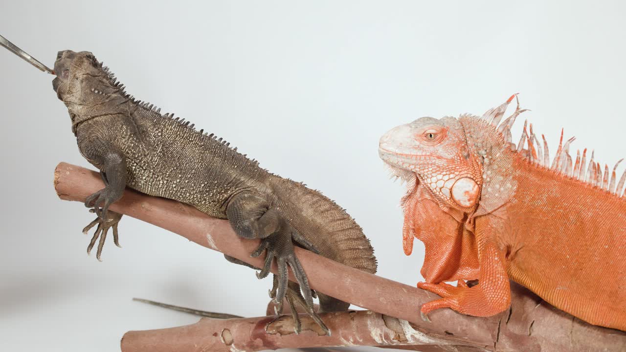 Una lucertola vela marrone mangia da una pinzetta mentre è appollaiata vicino a una grande iguana rossa