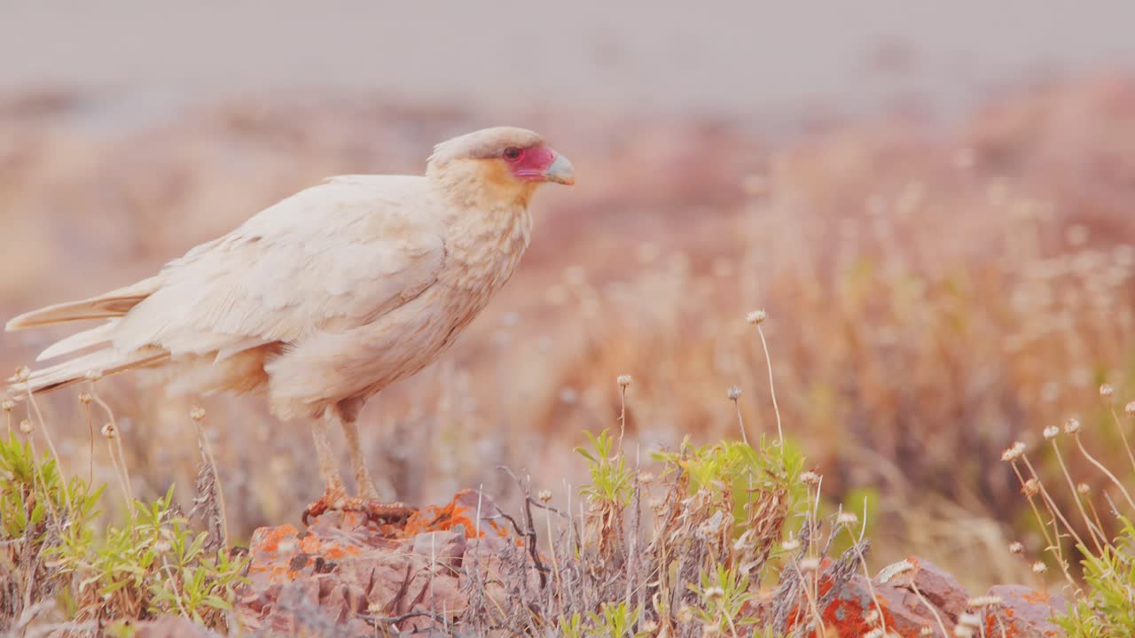 caracara de cresta de color crema camina y luego salta a una pequeña piedra para posarse y mirar a su alrededor