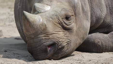 Nördliches-Breitmaulnashorn,-Das-Unter-Dem-Sonnenlicht-Auf-Dem-Boden-Liegt