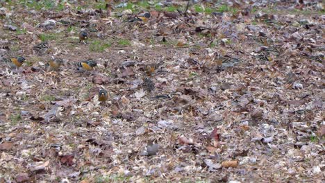 Eine-Herde-Von-Narzissenschnäppern-Auf-Dem-Boden,-Die-Käfer-In-Abgefallenen-Blättern-Fressen