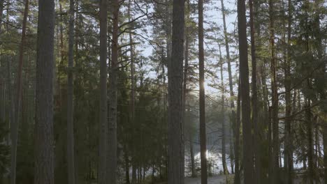 Tall-coniferous-trees-with-sun-shining-bright-behind-them-during-sunrise