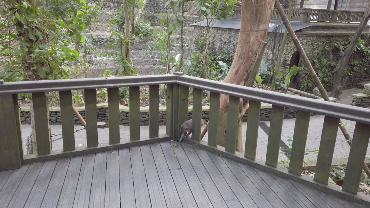 Abekilling leger i Sacred Monkey Forest Sanctuary på Bali, Indonesien. Turistattraktion i Ubud park zoo med vilde dyr