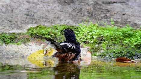 White-rumped-Shama-bathing-in-the-forest-during-a-hot-day,-Copsychus-malabaricus,-in-Slow-Motion